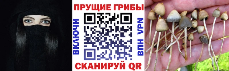 сколько стоит  Нестеров  Галлюциногенные грибы Magic Shrooms 